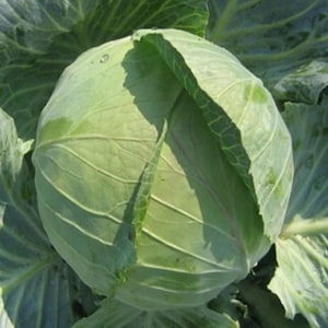 Cabbage F1 Brigadier 20 Seeds | Reliable Hybrid Variety | Large Firm Heads Ideal for Winter Storage & Home Gardening