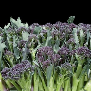 Broccoli Summer Purple Sprouting 100 Seeds | Heirloom Variety | Nutritious Tender Broccoli for Home & Market Gardens