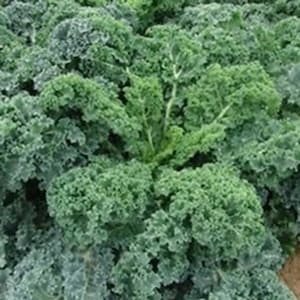 Borecole Kadet 450 Seeds | Traditionele variëteit groene boerenkool | Winterharde, voedzame bladeren voor huis- en tuinbouwgewassen