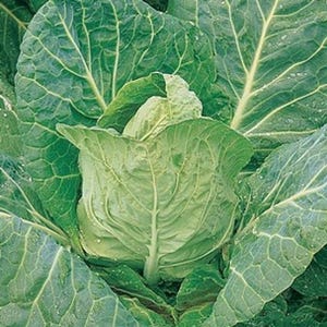 Cabbage Durham Early 1750 Seeds | Traditional Heirloom Variety | Compact Fast-Growing Heads Ideal for Spring Gardens & Kitchen Use