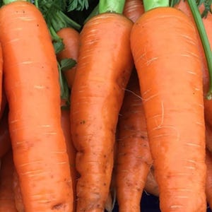 Carrot Seeds Autumn King – 100 Seeds | High Yield Easy to Grow Vegetable Seeds