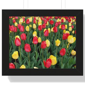 Red and Yellow Tulips Wall Art