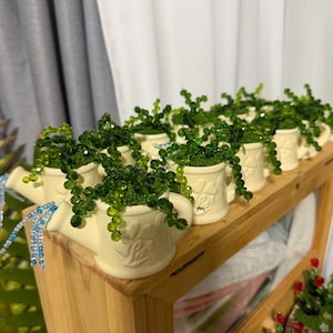 Pode incluir: Uma coleção de pequenos regadores de cerâmica branca suja, cheios de vibrantes plantas de contas verdes. Os regadores estão dispostos numa prateleira de madeira castanha clara, criando uma exibição encantadora. As plantas de contas adicionam um toque de fantasia.
