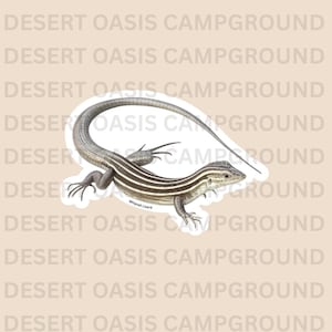 May include: A sticker featuring a detailed illustration of a whiptail lizard. The lizard has a long tail and is colored in shades of brown and gray with white stripes. The text "Whiptail Lizard" is below the lizard.
