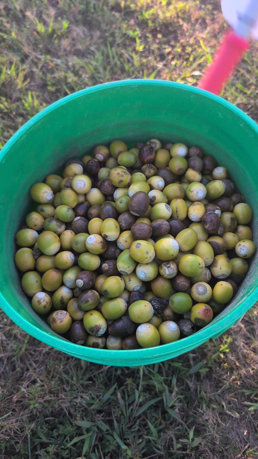 Chestnut Oak Acorns for Planting | 2026 Harvested- Water Tested ...