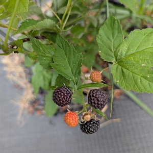 May include: A cluster of blackberries growing on a green leafy vine. The fruit is in various stages of development, showing deep black, ripe berries alongside smaller, firm, reddish-orange unripe berries, all attached to a thin, thorny stem.
