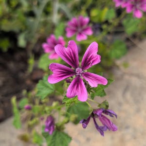 25 Common Mallow Herb Seeds