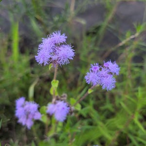 May include: Close-up of several small, vibrant purple flowers with a fluffy, textured appearance. The flowers are clustered together on thin green stems, surrounded by lush green foliage. The background is blurred, emphasizing the flowers.