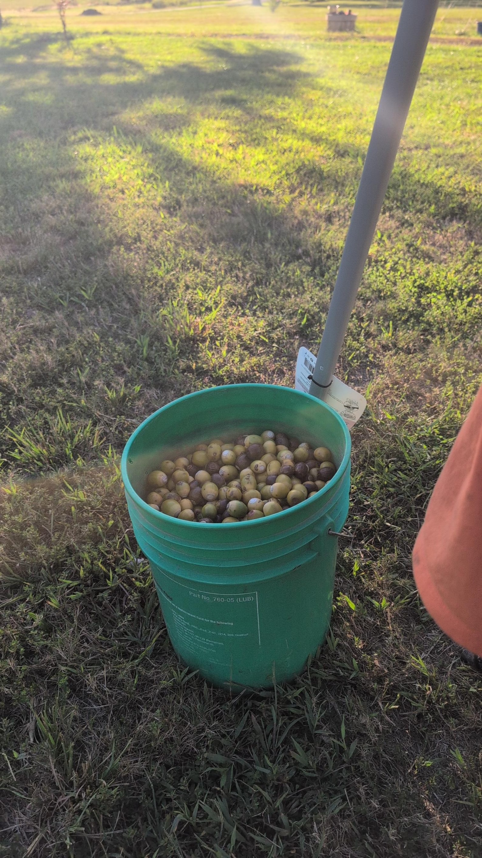 Chestnut Oak Acorns for Planting | 2026 Harvested- Water Tested ...