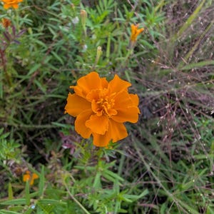 Semillas de caléndula africana (Tagetes erecta) / Flores grandes y altas / Amigable con los polinizadores y fácil de cultivar