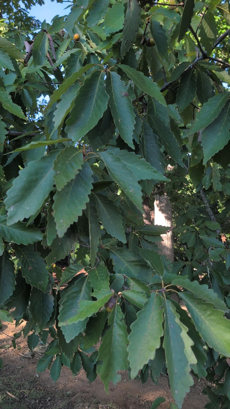 Chestnut Oak Acorns for Planting | 2026 Harvested- Water Tested ...