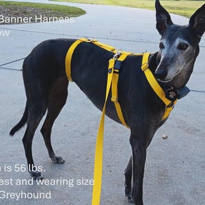 Houndstown Safety Banner (3-point) Harness, 24 Colors, 1” Width, Nickel Hardware, For Greyhounds, Galgos, Whippets and more