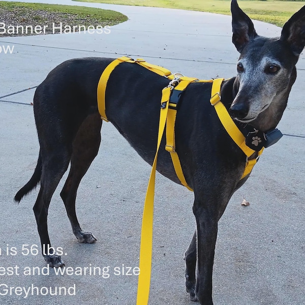 Houndstown Safety Banner (3-point) Harness, 24 Colors, 1” Width, Nickel Hardware, For Greyhounds, Galgos, Whippets and more