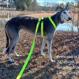 May include: A greyhound dog wearing a high-visibility yellow harness and leash. The harness and leash are designed for safety and visibility. The dog is standing outdoors near a body of water.