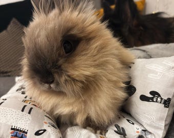Flop bed for rabbits, bunny snuggle bed, rabbit pillow, ferrets pillow,  Guinea Pigs bed
