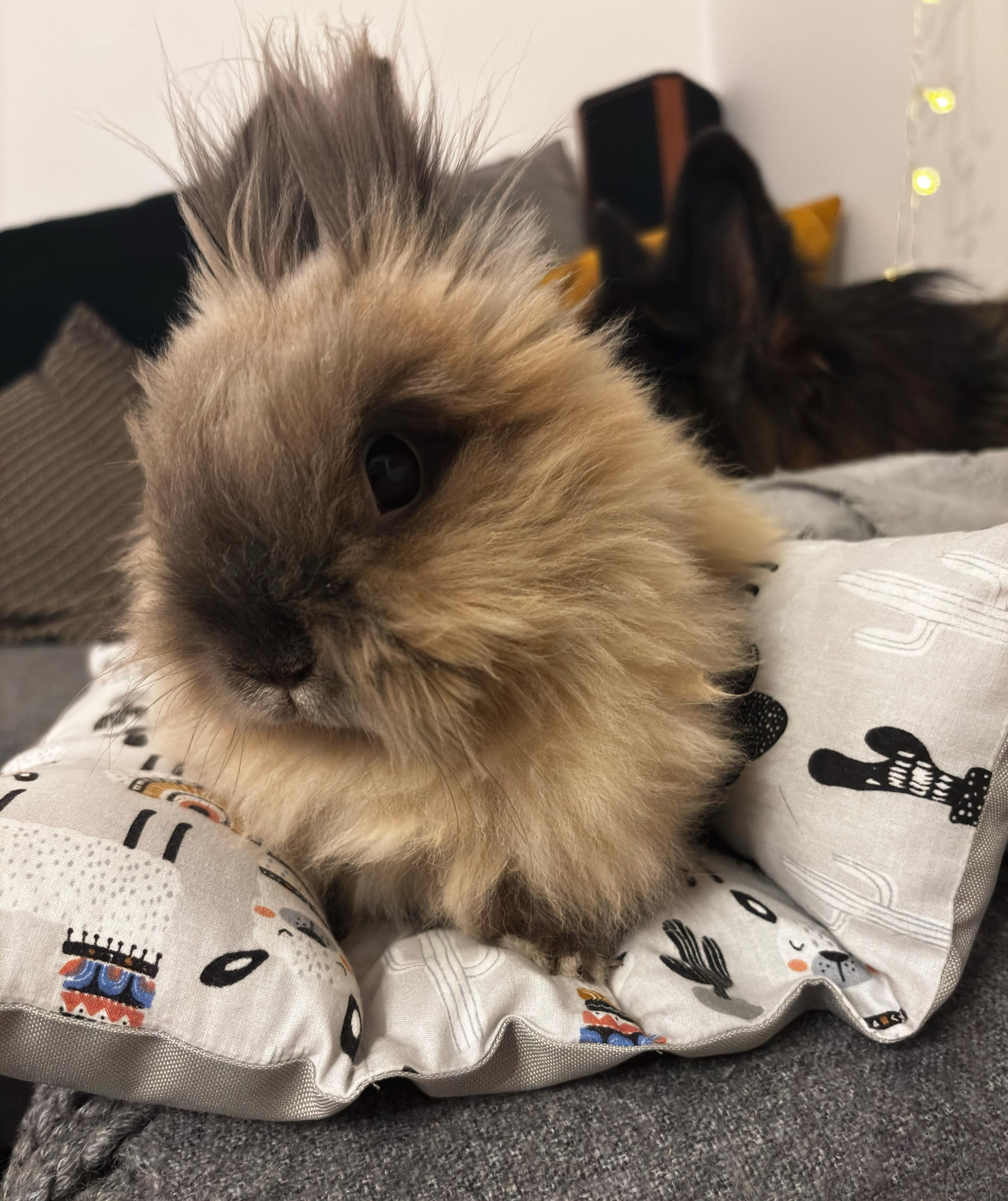 Handmade Bunny Bed: Waterproof Rabbit Pillow, Guinea Pig Flop Bed