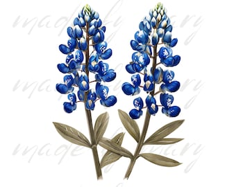 テキサスブルーボネットPNGクリップアート • 野生の花のデジタルダウンロード • 工芸品、壁アート、DIYプロジェクトのための春の花のイラスト
