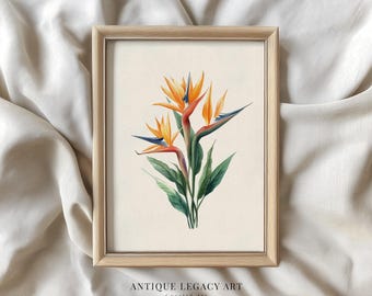 Bird of Paradise Botanical Print, Tropical Flower Wall Art (Digital Download)