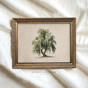 Weeping Willow Tree Printable Wall Art, Nature Botanical Illustration (Digital Download) - 789