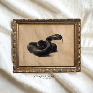 Puede incluir: Lámina artística antigua enmarcada con una detallada ilustración en blanco y negro de una serpiente enroscada con la lengua fuera. La obra de arte está sobre un fondo beige y enmarcada en un marco dorado ornamentado. El texto "ANTIQUE LEGACY ART" está en la parte inferior.