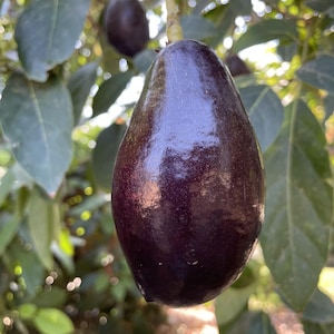 Clonal Rootstock Mexicola Avocado Tree - Grafted