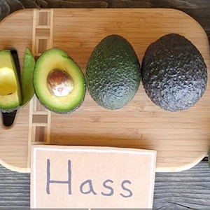 Clonal Rootstock Hass Avocado Tree - Grafted