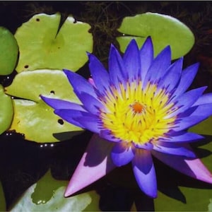 Lotus Samen in verschiedenen Farben | Große Wasserpflanzen für den Gartenteich