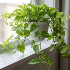 variegata shop Ficus Lyrata Variegata main image 0