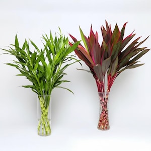 Mixed : Lucky Bamboo Plant Dracaena sanderiana Fengshui Decor 20 Seeds