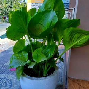 hosta seeds perennial home decor