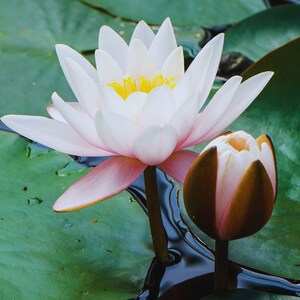 lotus flower 50 seeds in water nelumbo Nucifera Aquatic Flower