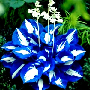 Hosta Plantaginea Seeds – Grow Exotic, Multicolored Blooms Right at Home!