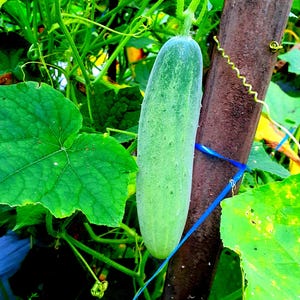 cucumber plant seeds