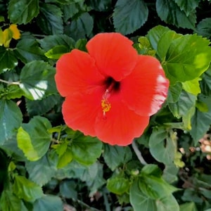 Hibiskusblumensamen Rot Beliebte tropische Blume für lebendige Garten, Bestäuber