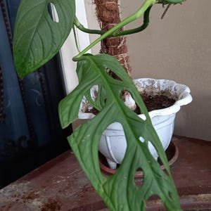 monstera deliciosa cutting