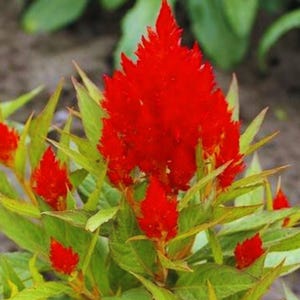 50 Celosia Seeds – Red Cut Flower Variety | Perfect for Bouquets & Outdoor Gardens