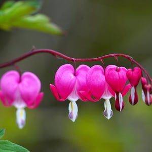 sementes de plantas de coração sangrento, flor perene de sombra rara