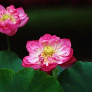 Flor de loto 50 semillas en agua Nelumbo Nucifera Flor Acuática