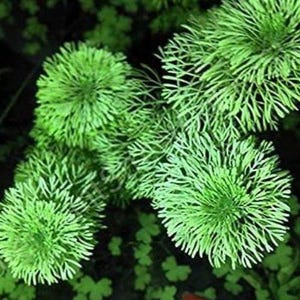 Limnophila Sessiliflora Moss Aquatic Plant Family Easy Plant Seeds Aquarium Grass
