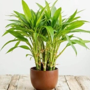 Lucky bamboo plant - Etsy sterreich