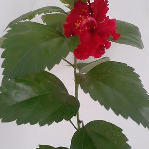 50 Hibiscus Flower seeds Red Popular Tropical Flower for Vibrant Garden,Pollinators