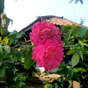 rose seeds for planting elegant red and pink flowering shrubs for your Garden
