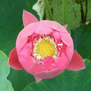 lotus flower seeds how to grow lily flower aquatic plants
