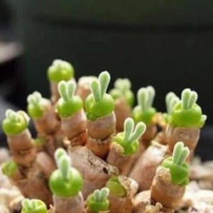 May include: Close-up of a unique succulent plant with small, cylindrical stems topped with bright green, rabbit-ear-shaped leaves. The plant has a light brown base and is set against a blurred background, showcasing its distinctive form.