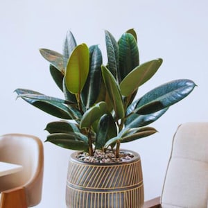 May include: A large rubber plant with dark green leaves and a few lighter green leaves. The plant is in a decorative, dark gray pot with gold diagonal stripes. The pot is sitting in front of a white wall, with a chair visible on the left and right.
