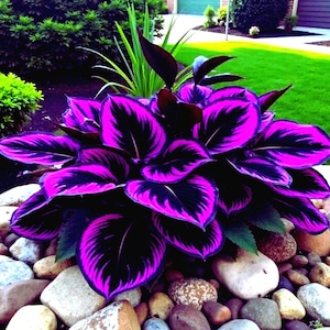 Semillas de hosta morada y negra - 2026