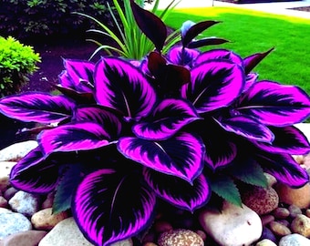 Semillas de hosta morada y negra - 2026