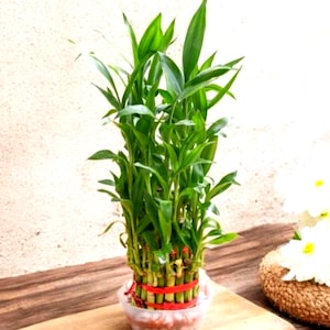 Puede incluir: Una taza de cerámica blanca con un asa negra y el texto "But First, Coffee" en negrita negra. La taza está sobre un fondo borroso. La taza mide aproximadamente 10 cm de altura.