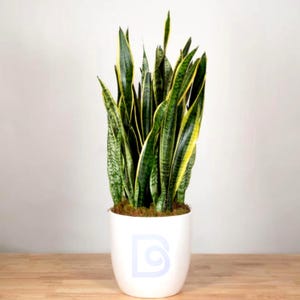Sansevieria seed - Etsy sterreich
