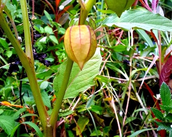 Physalis, semilla peruana, uchuva, tomate, cereza, aguaymanto tropical